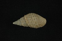 藏品(瘤蜷)的圖片